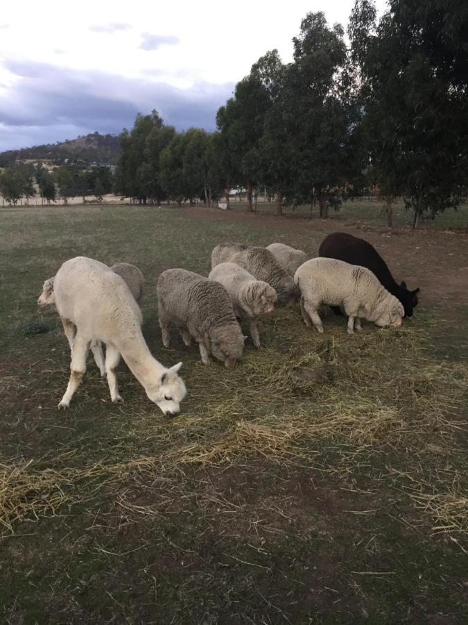 Taras Richmond Farmstay Campania ภายนอก รูปภาพ