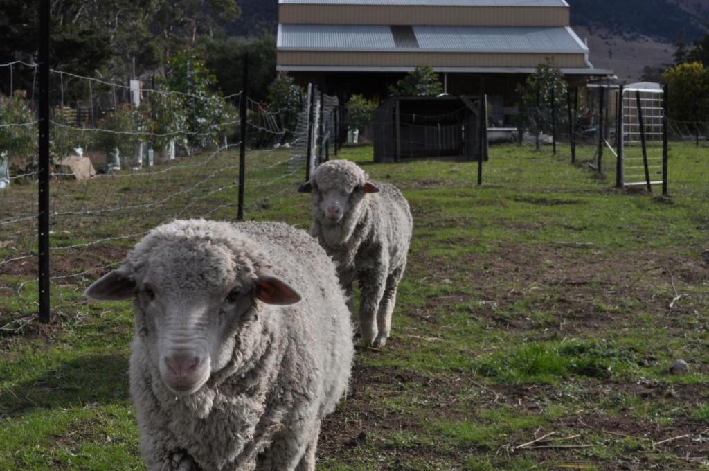 Taras Richmond Farmstay Campania ภายนอก รูปภาพ
