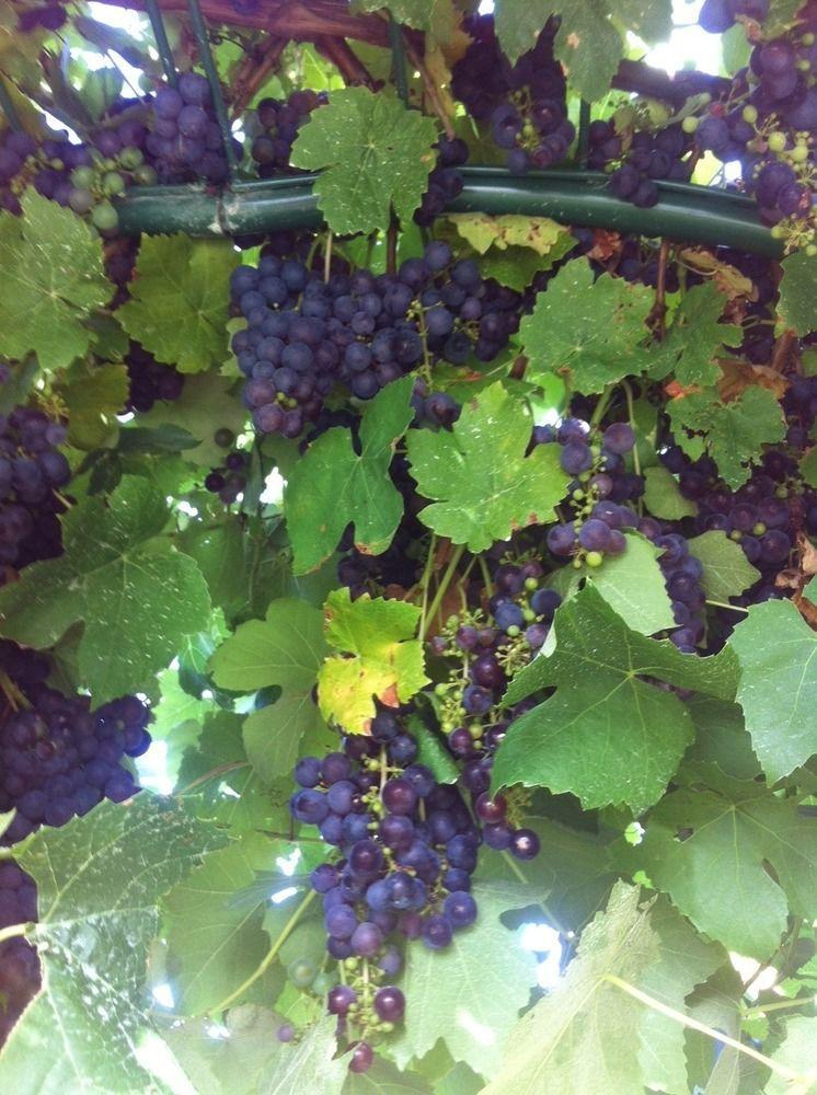 Taras Richmond Farmstay Campania ภายนอก รูปภาพ